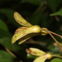 Doona cordifolia Thwaites